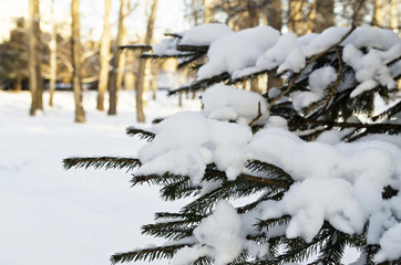 spruce branch in winter Park