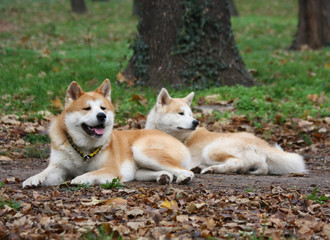 Naklejka na ściany i meble Akita dogs in public park