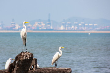 Great Egret (Casmerodius Albus) is flying on the sky.