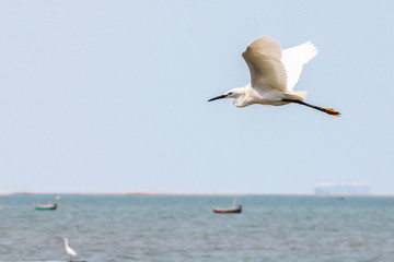 Great Egret (Casmerodius Albus) is flying on the sky.