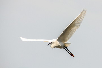 Great Egret (Casmerodius Albus) is flying on the sky.