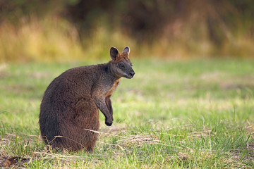 Sumpfwallaby (Wallabia bicolor)