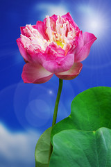 Fototapeta premium lotus flower