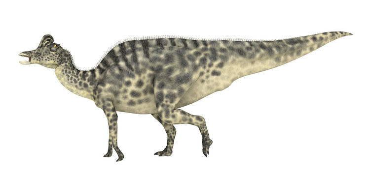 Dinosaur Velafrons isolated on white background