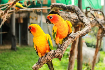 Sun Conure, Parrot