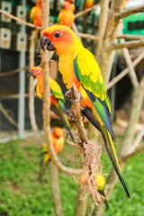 Sun Conure, Parrot