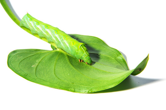 Green worm with leaves isolated on white