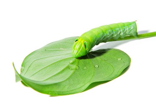 Green worm with leaves isolated on white