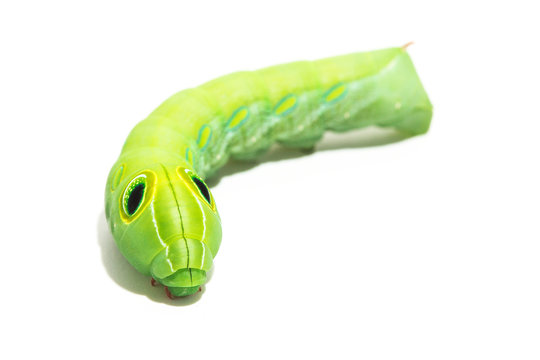 Green worm with leaves isolated on white
