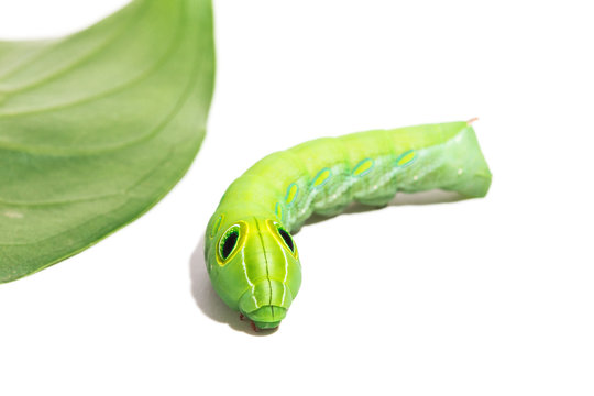 Green worm with leaves isolated on white