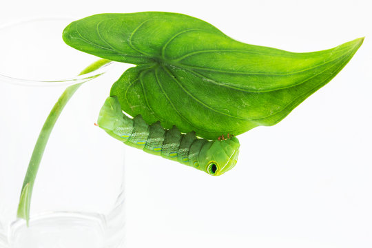 Green worm with leaves isolated on white