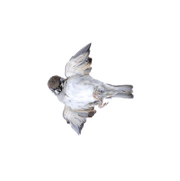 Dead sparrow lying isolated