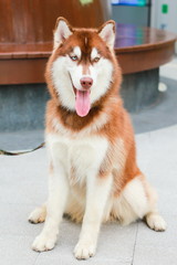Portrait of Siberian Husky Dog