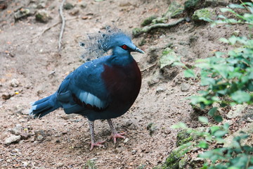 Fototapeta premium Blue Crowned Pigeon