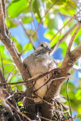 Baby Zebra Doves (Geopelia Striata) on the tree