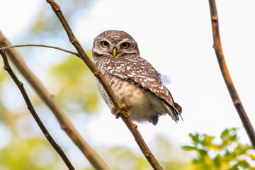 Spotted Owlet (Athene Brama) is sitting on the tree.