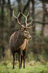 Red deer stag looking around in a forest clearing