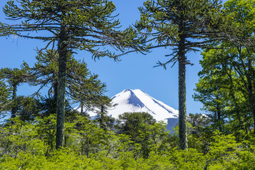 Araucaria forest in Conguillio National Park, Chile © Noradoa
