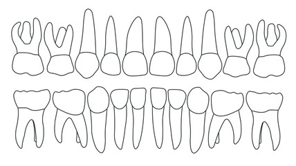 Vector primary teeth front - obrazy, fototapety, plakaty