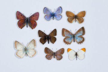 Collection of eight colored butterflies on white