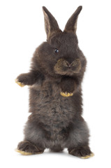 close-up standing black rabbit, isolated on white