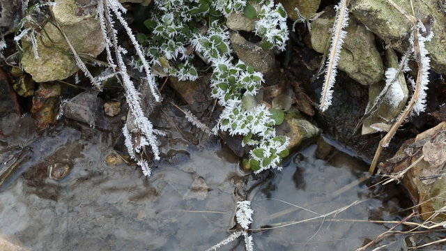 Ice coats green blades of grass, beautiful winter.