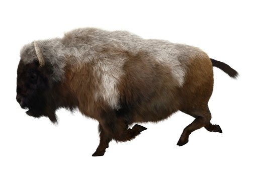 American Bison on White