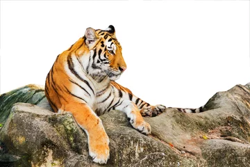 Papier Peint photo Lavable Tigre tigre isolé sur fond blanc