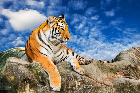 Tiger on the sky background