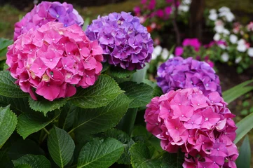 Photo sur Plexiglas Hortensia Fleurs d& 39 hortensia rose et violet en fleurs