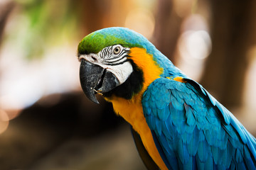 Blue-and-yellow macaw[Ara ararauna] sitting on log