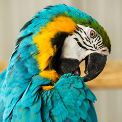 Macaw Parrot