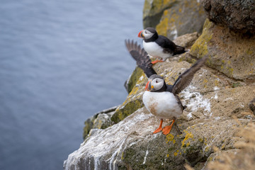 Fototapeta premium Cute Atlantic puffin (Fratercula arctica) preparing for flight, Iceland