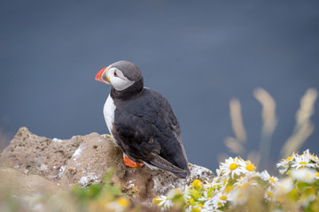 Portrait of Cute puffin (Fratercula arctica), Iceland