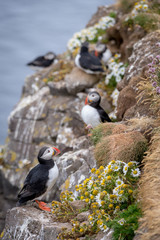 Fototapeta premium Vertical view of Atlantic Puffins (Fratercula arctica).