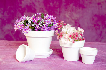 Obraz na płótnie Canvas Miniature white clay flower pots of different sizes with small clusters of flowers against pink textured background.