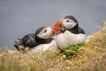 Fototapeta premium Portrait of cute couple of Atlantic Puffins (Fratercula arctica) in Latrabjarg cliffs, Iceland.