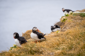 Atlantic Puffins (Fratercula arctica) in Latrabjarg cliffs, Iceland.