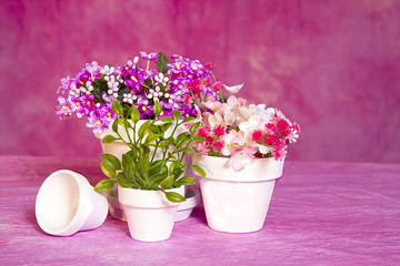 Miniature white clay flower pots of different sizes with small clusters of flowers against pink textured background.