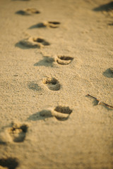 Footprints on the beach