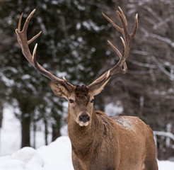 Red Deer Portrait in Winter