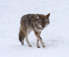 Coyote walking on snow in winter, Portrait