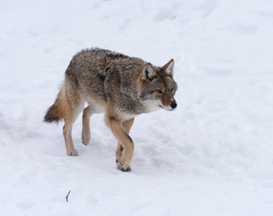 Coyote walking on snow in winter, Portrait