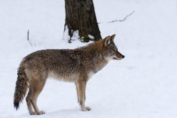 Coyote standing on snow in winter, Portrait
