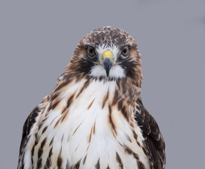 Red-Tailed Hawk