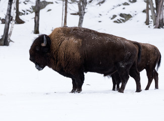American Bison (Buffalo Meadow) in Winter