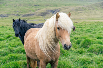 Portrait of two icelandic horses on a green pasture. Selective focus on a pony in a front.