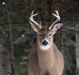 White-tailed Deer Buck in Winter