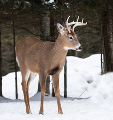 White-tailed Deer Buck in Winter