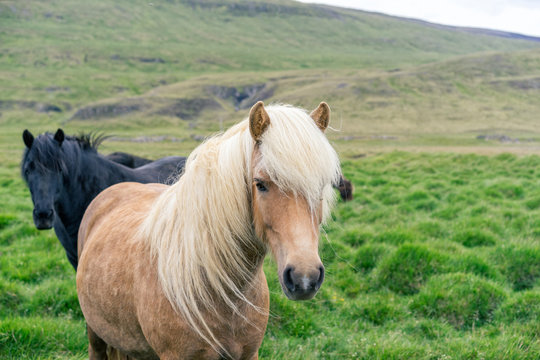 Close portrait of wild icelandic pony.